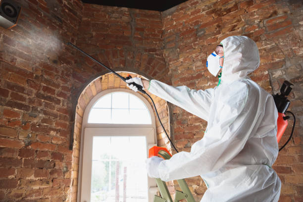 Best Asbestos and Lead Testing During Mold Inspection  in Owingsville, KY